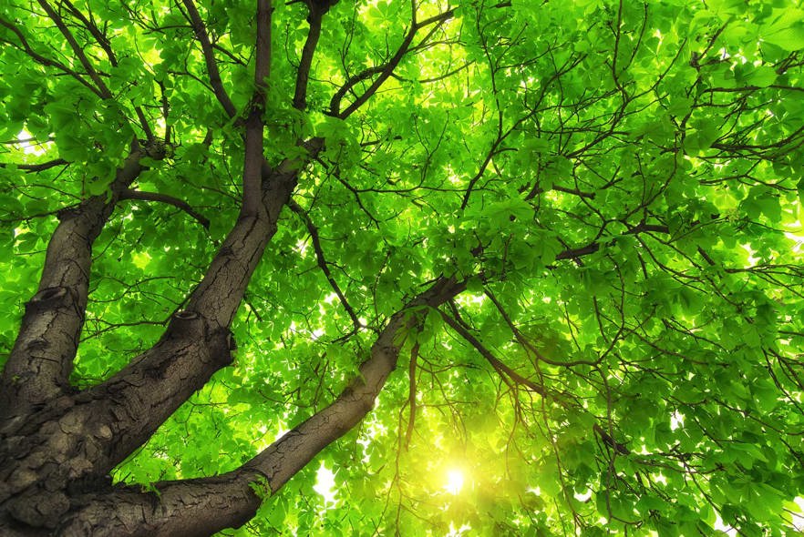 tree_106005665.jpg