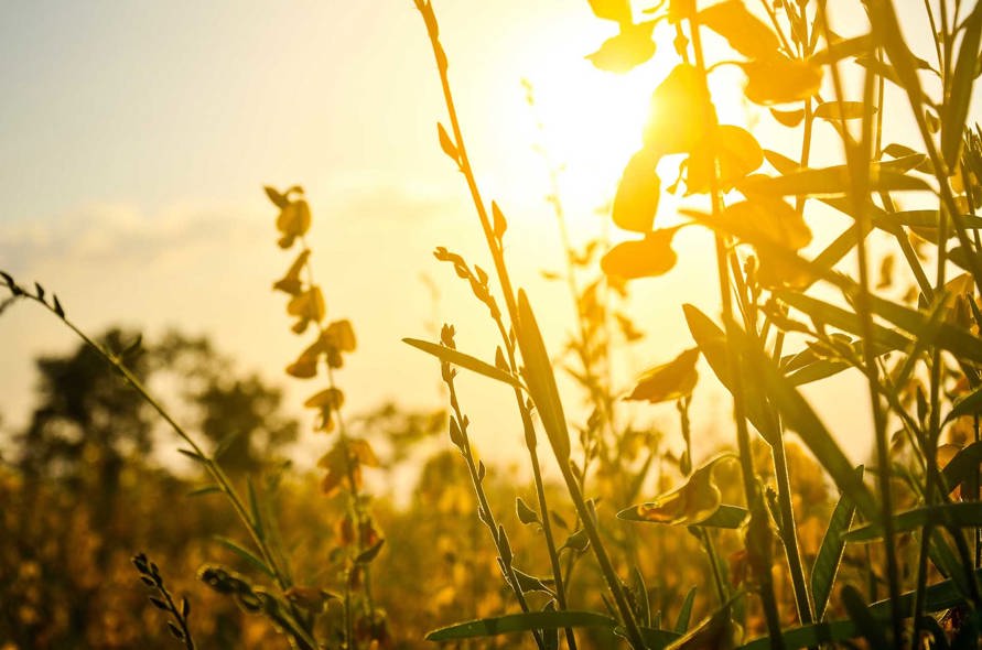 sunrise_nature_634769060.jpg