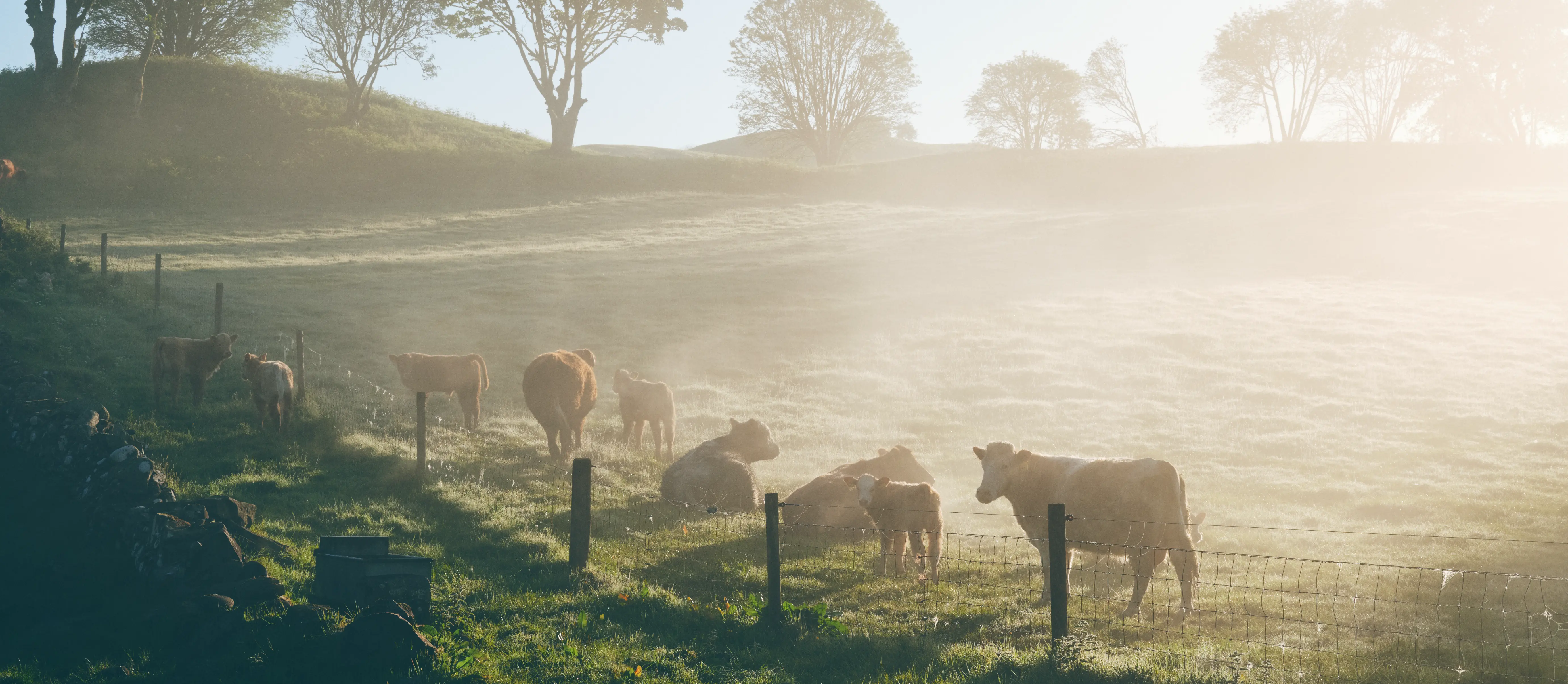Cows in a field